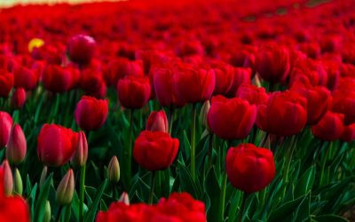 Nuestro logotipo lleva un tulipán. ¿Por qué? Porque el tulipán rojo es el símbolo de la enfermedad de Parkinson